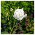 Rose Avalanche+