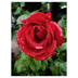 Rose Freedom
