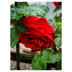 Rose Explorer