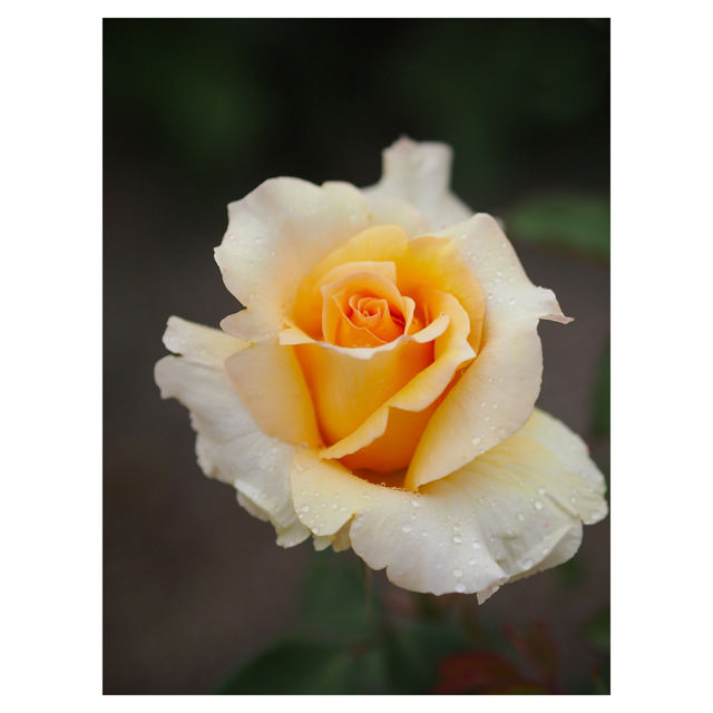 Rose Mondial, 50 cm