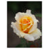 Rose Mondial