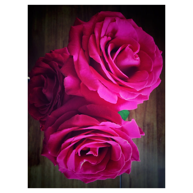 Rose Pink Floyd, 50 cm