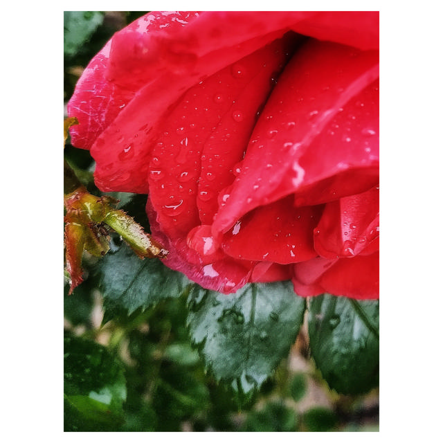Rose Red Naomi!, 40 cm