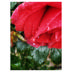 Rose Red Naomi!