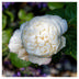 Rose Athena