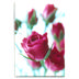 Spray rose Lydia