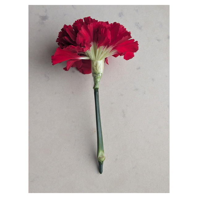Carnation Don Pedro, 60 cm