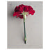 Carnation Don Pedro