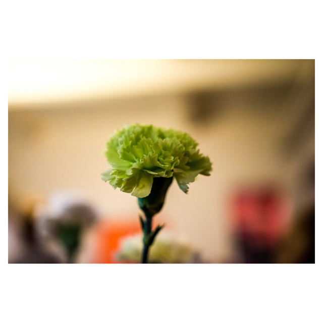 Carnation Prado Mint, 60 cm