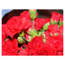 Spray carnation Mix