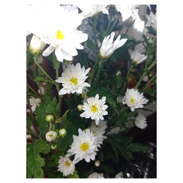 Chrysanthemum Baltica (spray), 70 cm
