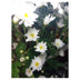 Chrysanthemum Baltica (spray)
