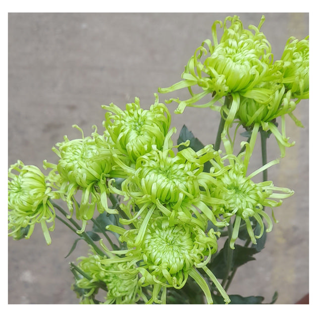 Chrysanthemum Anastasia (disbud), 70 cm