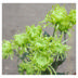Chrysanthemum Anastasia (disbud)