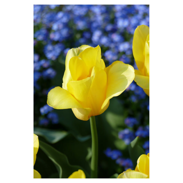Tulip Strong Gold, 35 cm