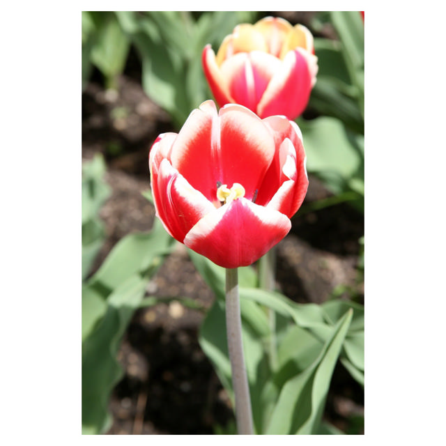 Tulip Leen van der Mark, 35 cm