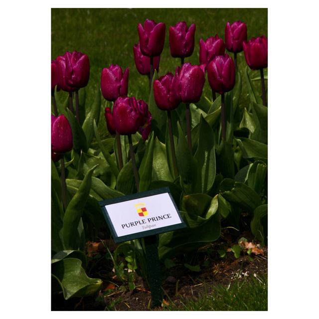 Tulip Purple Prince, 35 cm