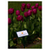 Tulip Purple Prince