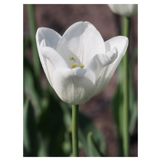Tulip White Dream, 35 cm