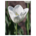 Tulip White Dream