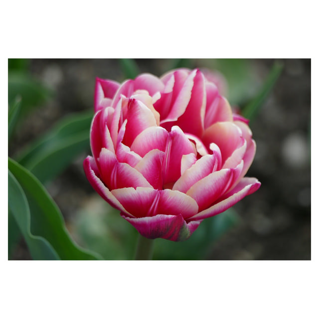 Tulip Columbus (double), 40 cm