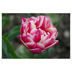 Tulip Columbus (double)