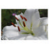 Oriental lily Siberia