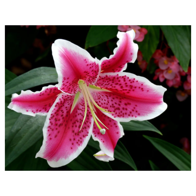 Oriental lily Stargazer, 70 cm
