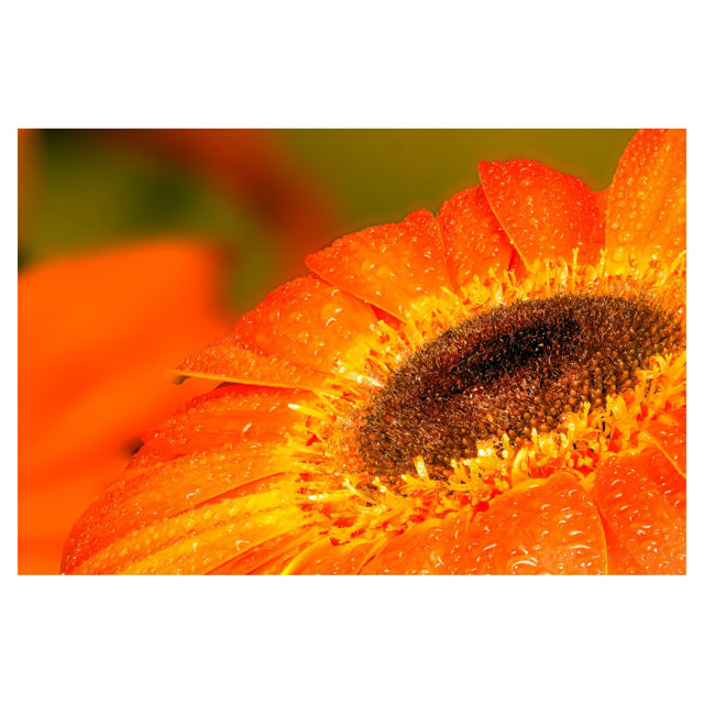 Gerbera Kimsey, 50 cm