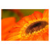 Gerbera Kimsey