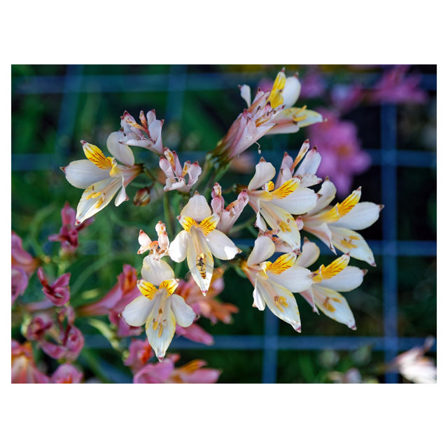 Alstroemeria Virginia, 70 cm