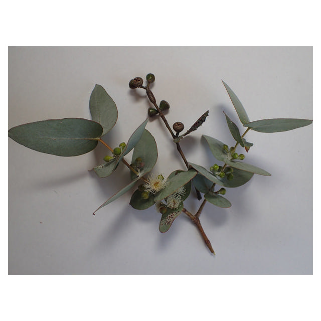 Eucalyptus cinerea, 60 cm