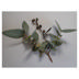 Eucalyptus cinerea