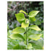 Ruscus hypophyllum