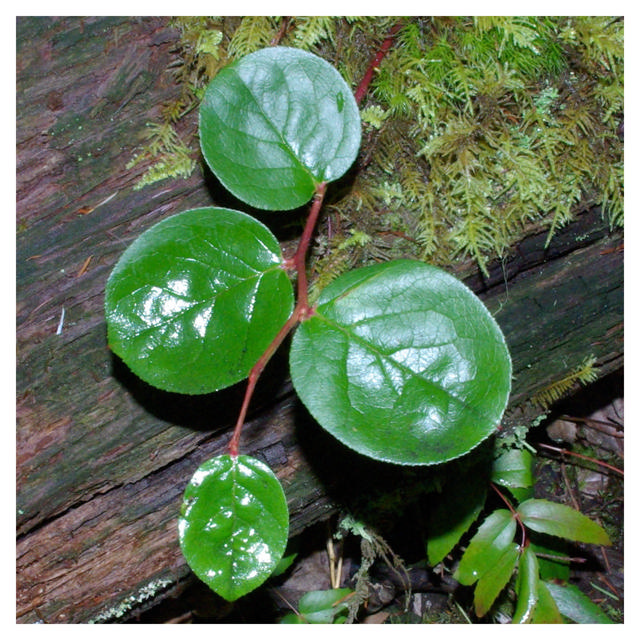 Salal (Gaultheria shallon), 50 cm