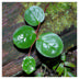 Salal (Gaultheria shallon)