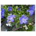 Campanula Ambella