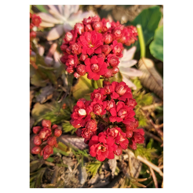 Kalanchoe Calandiva, 10.5 cm, Red