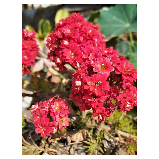 Kalanchoe Calandiva