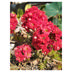 Kalanchoe Calandiva