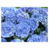 Hydrangea macrophylla