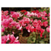 Cyclamen persicum