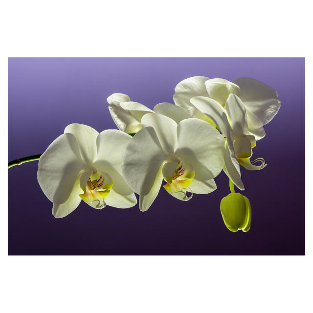 Phalaenopsis 2-spike, 12 cm, White