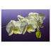 Phalaenopsis 2-spike