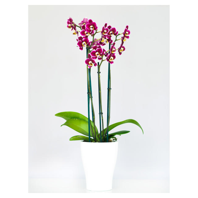 Phalaenopsis 3-spike, 12 cm