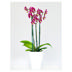 Phalaenopsis 3-spike