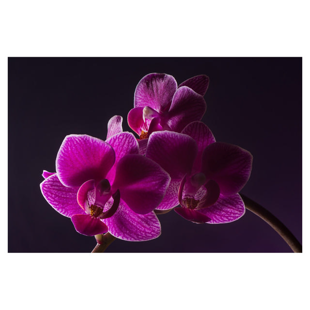 Phalaenopsis Mini, 6 cm