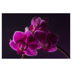 Phalaenopsis Mini