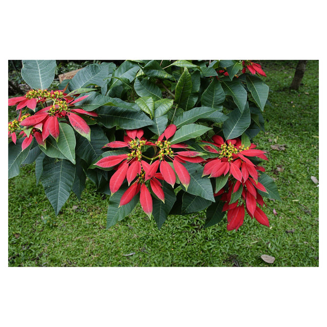 Poinsettia, 10.5 cm, Red