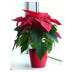 Poinsettia